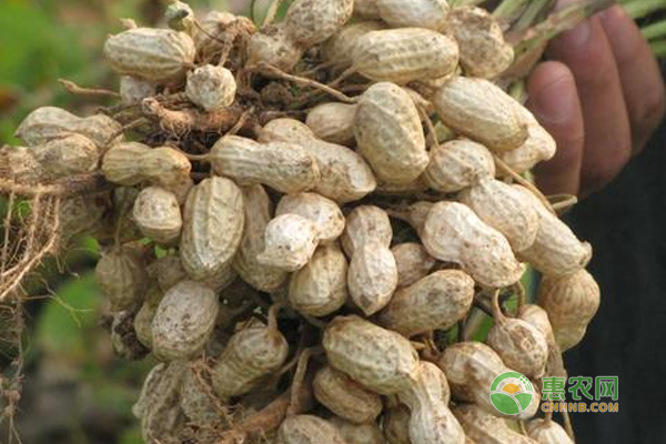 花生缺素如何防治？花生缺素防防治技巧！