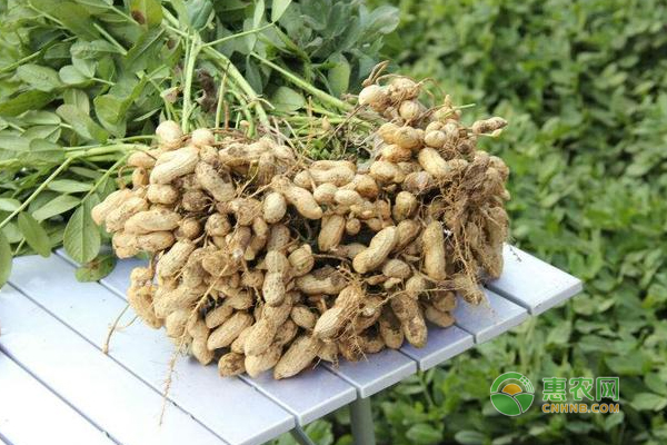 畝產(chǎn)千斤的花生種植戶，是如何防治花生缺素的？