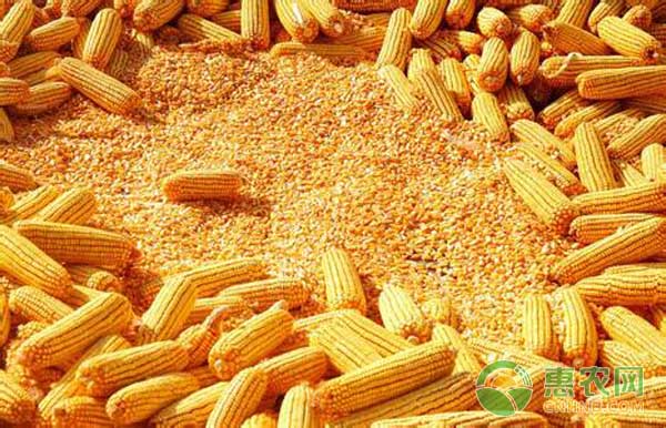 玉米作为饲料喂猪有啥讲究？