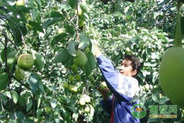 生物有機肥每年每次100~150kg+腐植酸大元素肥30kg