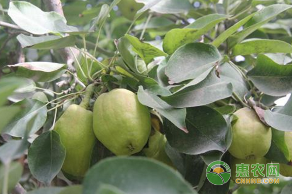 每畝腐植酸滴灌肥或生物菌滴灌肥2公斤+生根劑