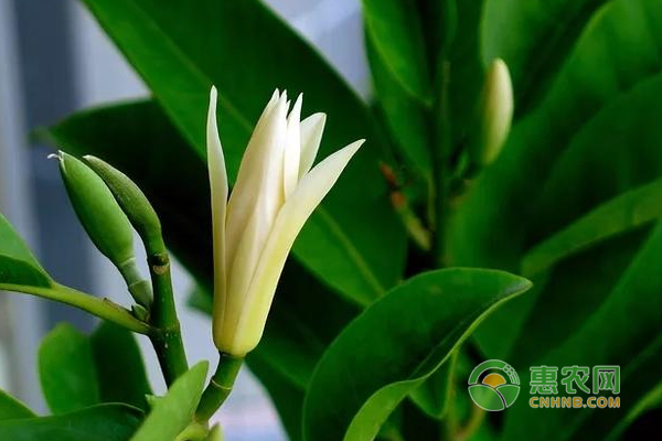 白蘭花栽培技巧及病蟲害的防治方法！