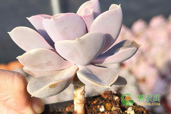 多肉種植需要施肥嗎？多肉種植施肥分析！