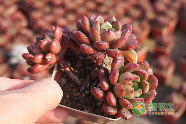 多肉種植施肥分析