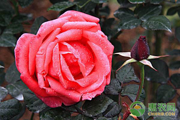 月季花<a href='http://www.iweekee.cn/t/42176.html' class='j-href' target='_blank'><span style='color:#FF8001'>種植技巧</span></a>及注意事項(xiàng)