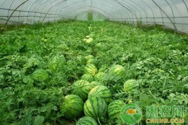 種植蘋果樹如何防治被病蟲侵害？