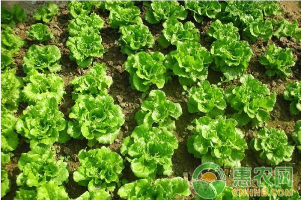 葉菜