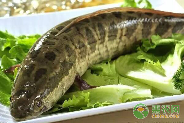 黑魚(yú)養(yǎng)殖技術(shù)及注意事項(xiàng)