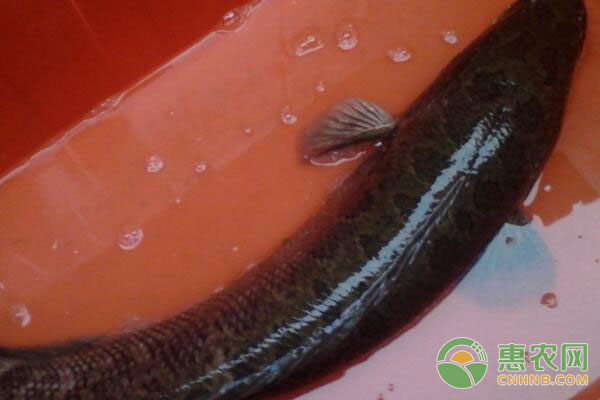 黑魚(yú)養(yǎng)殖技術(shù)及注意事項(xiàng)