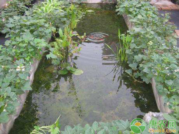 魚菜共生是什么，與水培無(wú)土栽培有什么區(qū)別