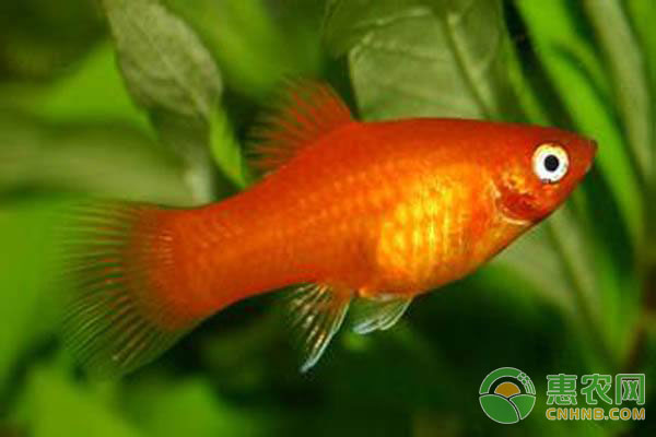 月光魚飼養(yǎng)方法