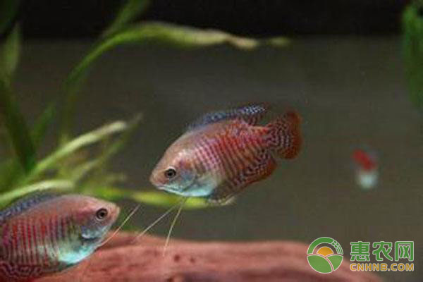 麗麗魚飼養(yǎng)方法
