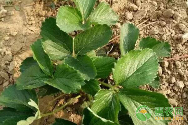 草莓種植技術(shù)：草莓起壟的方法