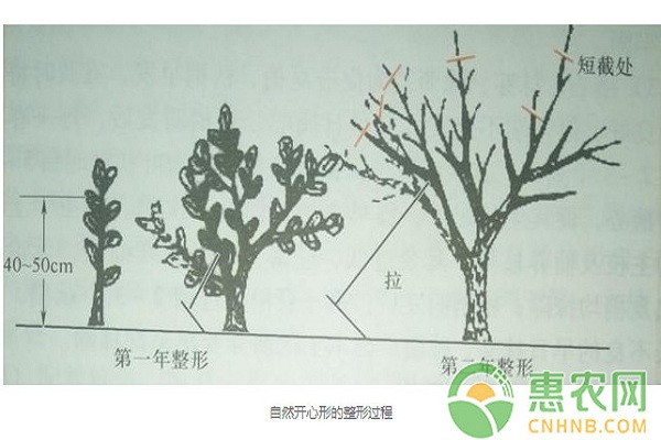 砂糖橘樹幼樹第一到四年整形步驟分享