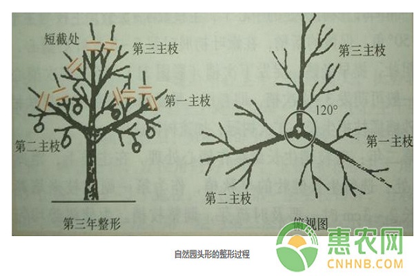 砂糖橘樹幼樹第一到四年整形過程分享