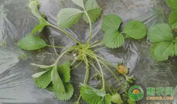 草莓定植后要重點(diǎn)防治金龜子及其幼蟲(chóng)