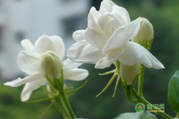 盆栽茉莉花怎樣進行繁殖？