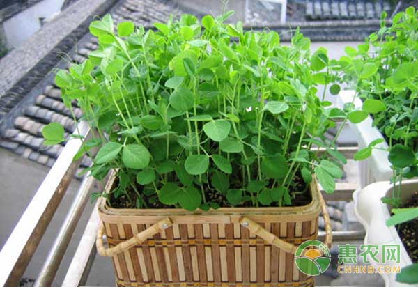 生姜紅糖制成花卉農(nóng)藥，成本低效果好