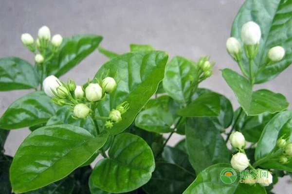 <a href='http://www.iweekee.cn/t/137109.html' class='j-href' target='_blank'><span style='color:#FF8001'>盆栽茉莉花</span></a>怎樣進行繁殖？盆栽茉莉花繁殖技巧！