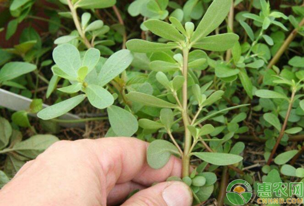 雜草防治措施