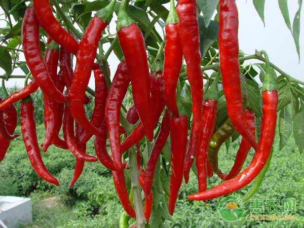 紅辣椒高產(chǎn)種植技術(shù)