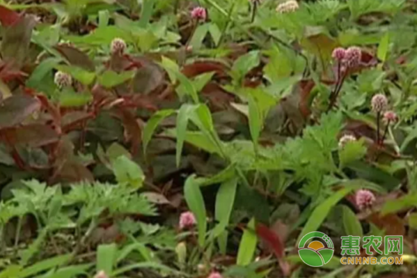 孔令紅每天早出晚歸，不分晝夜奔波在中藥材種植基地里