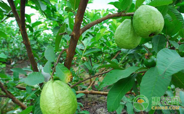 番石榴种植技术要点