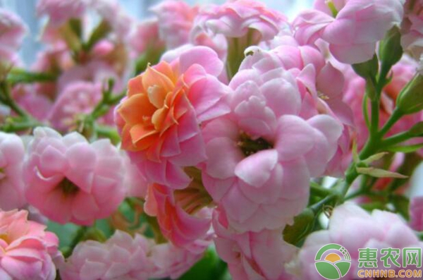 长寿花养殖