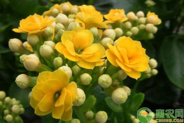 长寿花