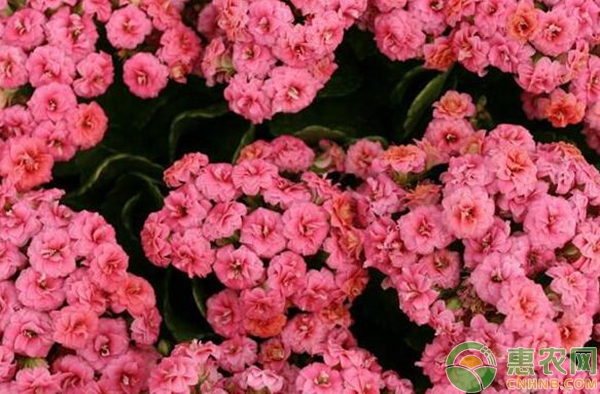 长寿花养殖要点