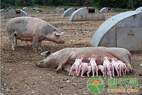 如何診斷母豬的不孕癥及防治措施