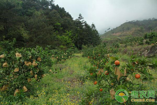 血橙种植技术：塔罗科血橙高产栽培管理技术