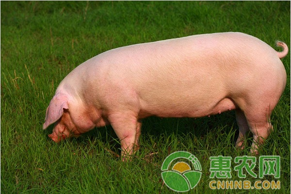 母豬泌乳障礙的原因及防治措施