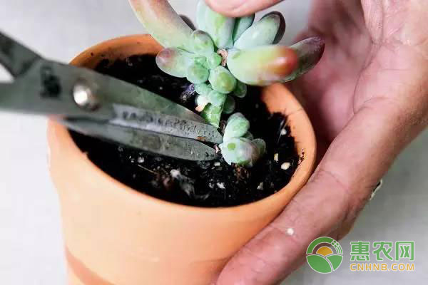 多肉植物的繁殖方法及注意事項