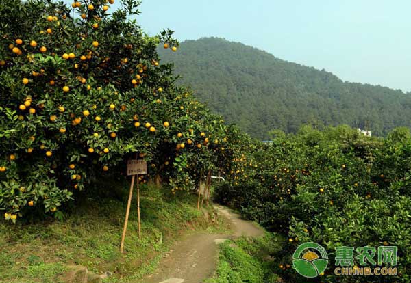 柑橘園土壤改良方法