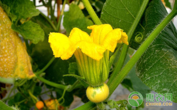 南瓜光開花不結(jié)瓜怎么辦