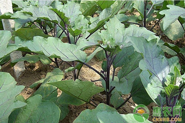茄子菌核病的發(fā)病癥狀及防治措施