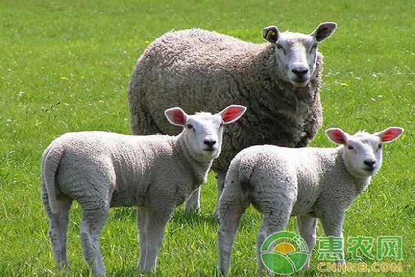 秋季如何快速育肥肉羊？肉羊快速育肥技術介紹