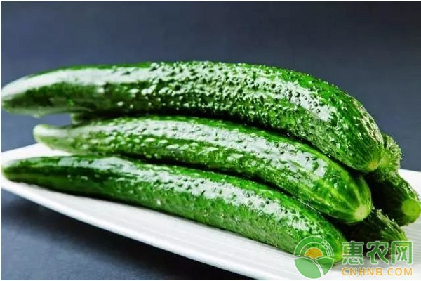 黃瓜黑星病的發(fā)病癥狀及防治措施