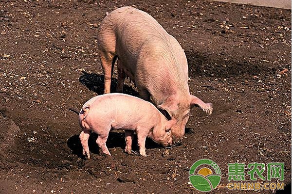 養(yǎng)豬戶快來看，豬場建群必須要考慮的因素！