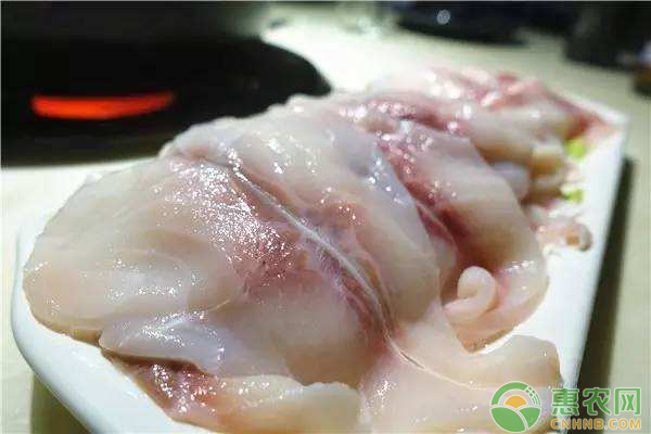 養(yǎng)殖好脆肉鯇的七個要素