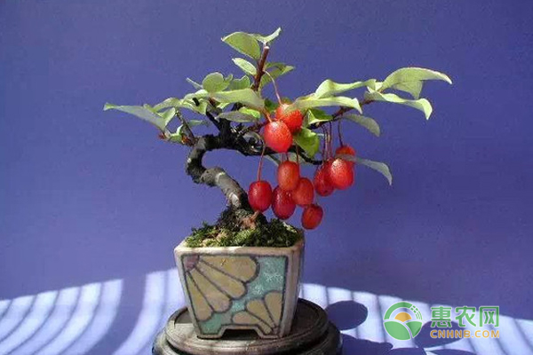 胡頹子盆栽怎么養(yǎng)才能開花結(jié)果？胡頹子盆栽養(yǎng)護管理技巧！
