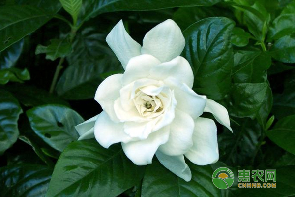 北方怎么種梔子花？北方種梔子花的技巧及注意事項！