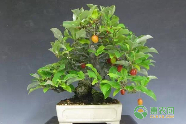 胡頹子盆栽為何只開花不坐果？