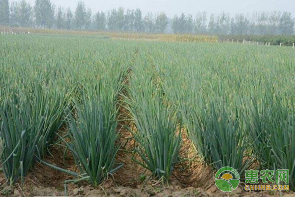大蔥高產(chǎn)種植技術(shù)：大蔥培土注意事項