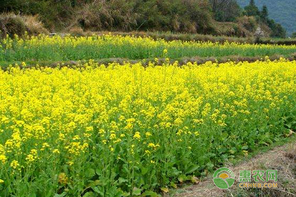 油菜育苗需要掌握這些要點