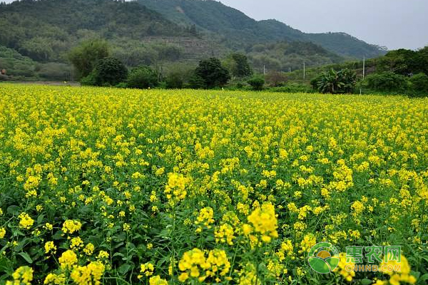 油菜育苗需要掌握這些要點