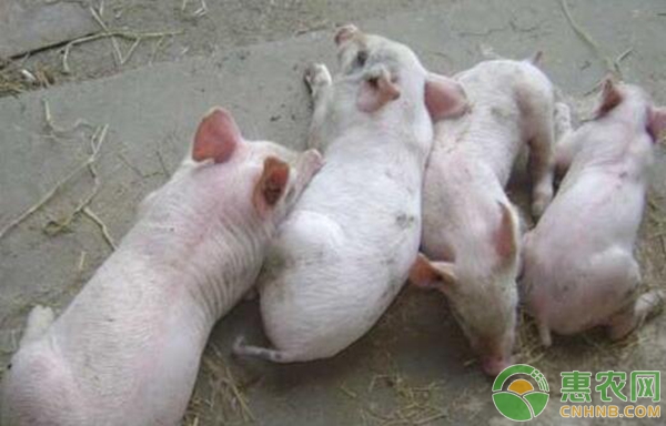 豬群里有弱豬、僵豬怎么辦
