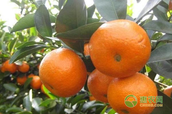 溫州蜜柑怎么栽培？早熟溫州蜜柑優(yōu)質(zhì)高效栽培技術(shù)