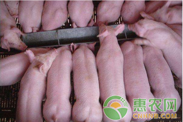 這種豬病冬季最常見，豬口蹄疫的癥狀及防治措施介紹！